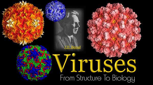 Viruses - From Structure to Biology